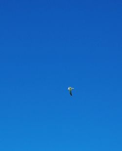 Low angle view of kite flying against blue sky