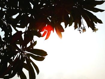 Low angle view of leaves on tree