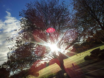 Sun shining through trees