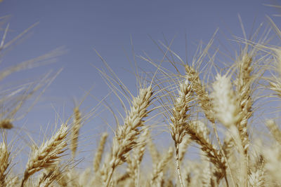 Close-up of wheat growing on field against sky