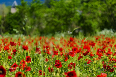 Red poppy flowers on field