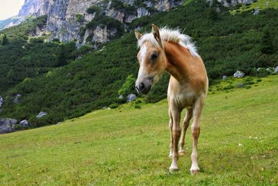 View of a horse on field