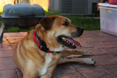 Portrait of dog sitting outdoors