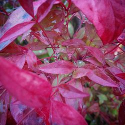 Close-up of red leaves on branch