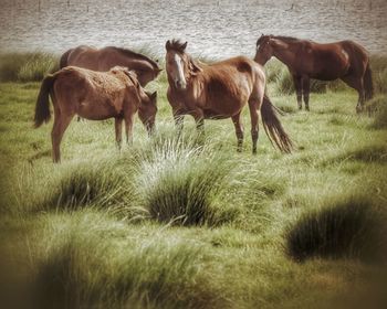 Horses grazing in a field
