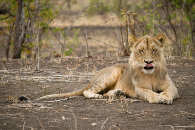Portrait of lion sitting