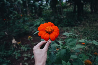 Close-up of hand holding flower