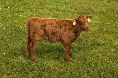 Cow standing in a field