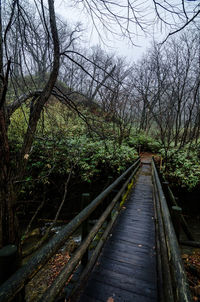 Footbridge amidst trees in forest against sky