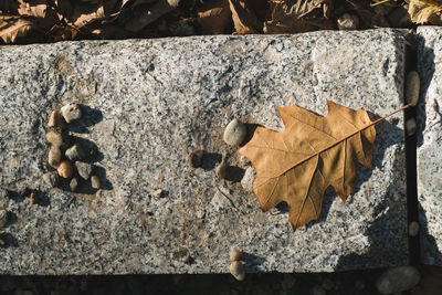 Directly above shot of autumn leaf on ground