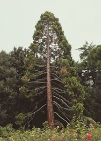 Low angle view of trees in forest