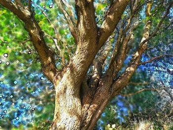 Low angle view of tree