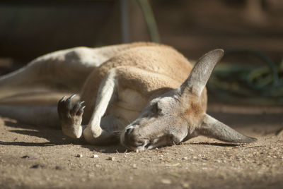 Close-up of kangaroo relaxing on field