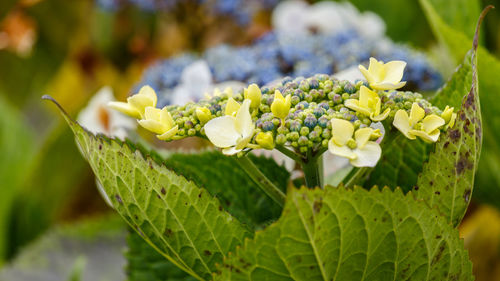 Close-up of flowering plant