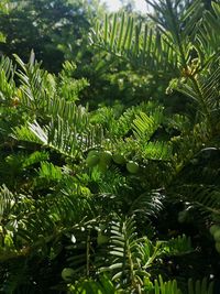 Close-up of fern leaves