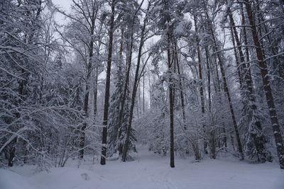 Snow covered trees in forest