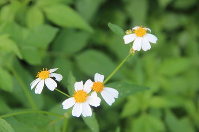 Close-up of white flowers blooming outdoors