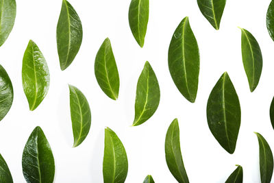 Close-up of leaves against white background