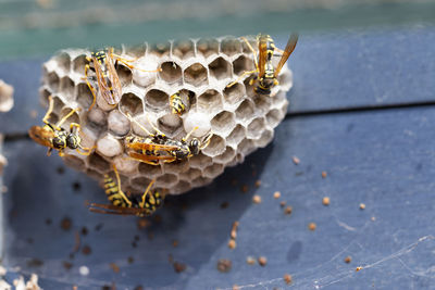 Close-up of bee on leaf