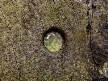 Close-up of hole in tree