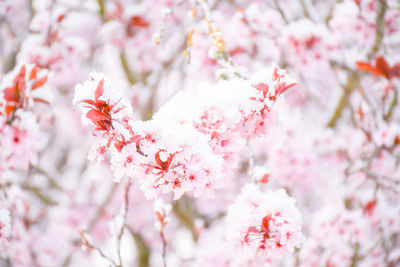 Close-up of pink cherry blossom