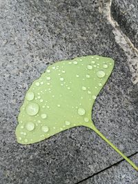 High angle view of raindrops on leaf