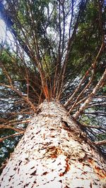 Low angle view of trees in forest