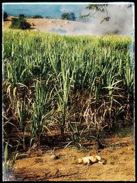 Crops growing on field against sky