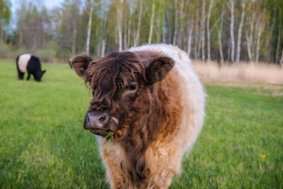 Close-up of cow