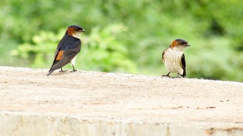 Close-up of red-rumped swallows perching on top of wall