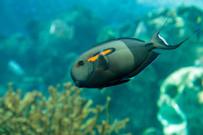 Close-up of fish swimming in sea