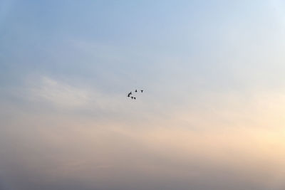 Low angle view of birds flying in sky