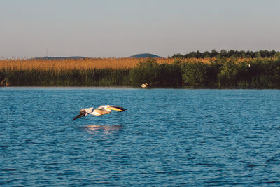 Ducks swimming in a lake