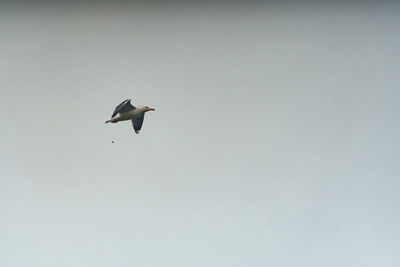 Low angle view of seagull flying in sky