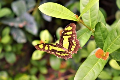 Close-up of butterfly pollinating flower