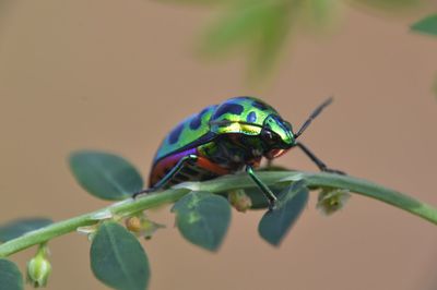 animal wildlife
