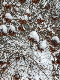 View of frozen tree