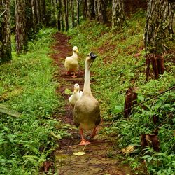 Ducks on grass