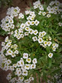 Close-up of white flowering plants