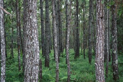 Pine trees in forest
