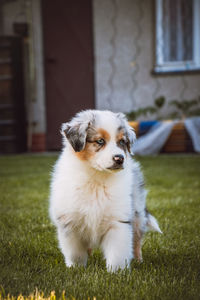 Young australian shepherd dog stands on the grass in the garden and smiles happily