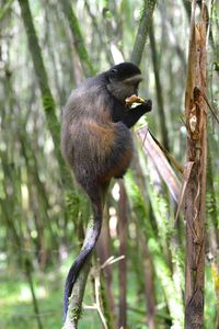 Close-up of a monkey on tree