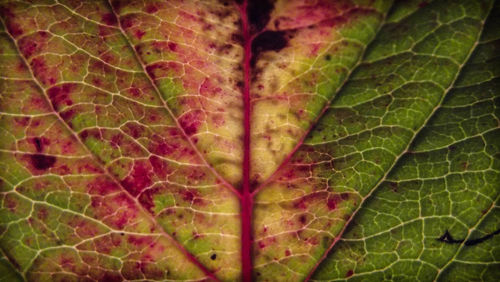 Full frame shot of maple leaf