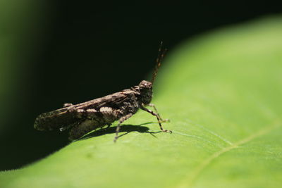 Close-up of insect on leaf