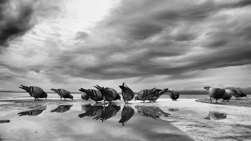 Flock of birds on beach against sky