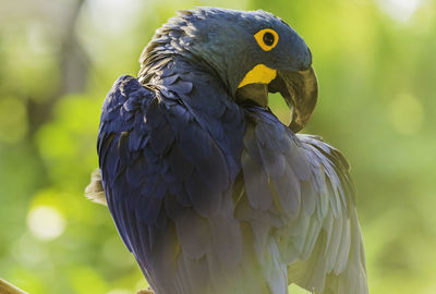 Close-up of a parrot