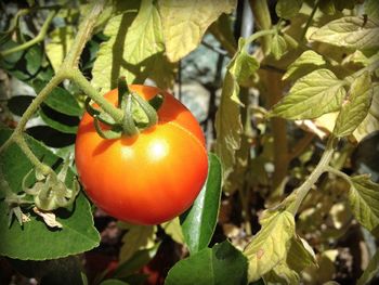 Close-up of red tomatoes