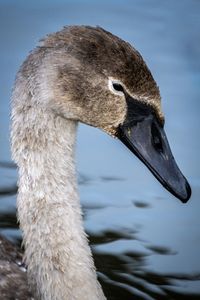 Close-up of young swan