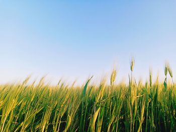 View of stalks in field against clear blue sky