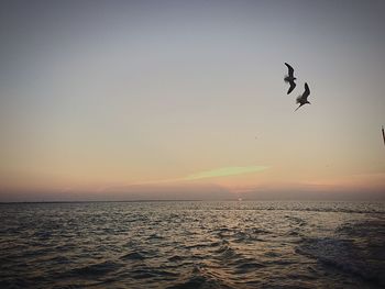 Silhouette bird flying over sea against sky during sunset